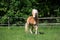 Running haflinger horse on the paddock