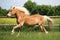 Running haflinger horse on the paddock