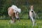 Running haflinger mare with foal