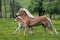 Running haflinger mare with foal