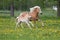 Running haflinger mare with foal