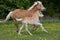 Running haflinger mare with foal