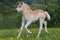 Running haflinger pony foal