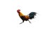 Running hen . rooster or chicken jumping on to the air. Black rooster or chicken.