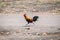 Running hen . rooster or chicken jumping on to the air. Black rooster or chicken.