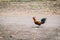 Running hen. rooster or chicken jumping on to the air. Black rooster or chicken. water color painting. Fighting Cocks.