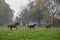 Running herd of horses in autumnal landscape