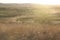 Running herd of horses. Steppe landscape with horses. Dust on road from running horses. Horses and foals are running to farm.