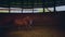 Running horse in the small wooden arena