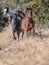 Running Horses Blazing Down a trail