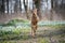 Running hungarian vizsla dog in snowdrops field in forest