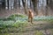 Running hungarian vizsla dog in snowdrops field in forest