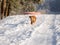 Running Hunting dog in winter forest. Dog on a winter hunt. A hunting dog runs through a snowy park in cold weather