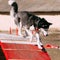 Running Husky In Dog Agility, Dog Sport.