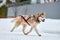 Running Husky dog on sled dog racing