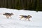 Running Husky dog on sled dog racing