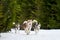 Running Husky dog on sled dog racing