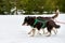 Running Husky dog on sled dog racing