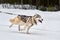 Running Husky dog on sled dog racing