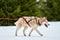 Running Husky dog on sled dog racing