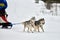 Running Husky dog on sled dog racing