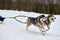 Running Husky dog on sled dog racing