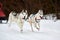 Running Husky dog on sled dog racing