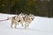 Running Husky dog on sled dog racing