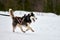 Running Husky dog on sled dog racing