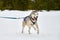 Running Husky dog on sled dog racing