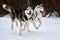 Running Husky dog on sled dog racing