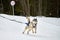 Running Husky dog on sled dog racing