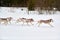 Running Husky dog on sled dog racing