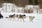 Running Husky dog on sled dog racing