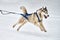 Running Husky dog on sled dog racing