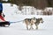 Running Husky dog on sled dog racing