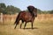 Running iclandic horse