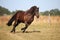 Running iclandic horse