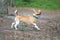 Running jack russel terrier, dog.