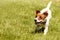 Running Jack Russell Terrier