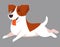 Running Jack Russell Terrier dog.