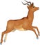 Running jumping graceful african antelope vector illustration