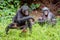 Running juvenile Bonobo