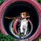 Running kooikerhondje dog with a stick