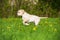 Running labrador puppy in a spring meadow