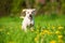 Running labrador puppy in a spring meadow