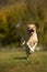 Running labrador retriever dog in autumn landscape