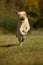 Running labrador retriever dog in autumn landscape