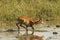 Running lechwe