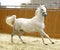 Running lipizzaner horse in empty riding hall